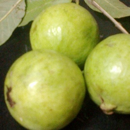 What are Guava Health Benefits